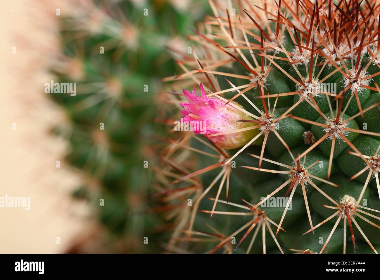 Foto macro di cactus con bocciolo di fiori rosa e spine affilate. Primo piano di piante grasse verdi con messa a fuoco selettiva e sfondo naturale. Foto Stock