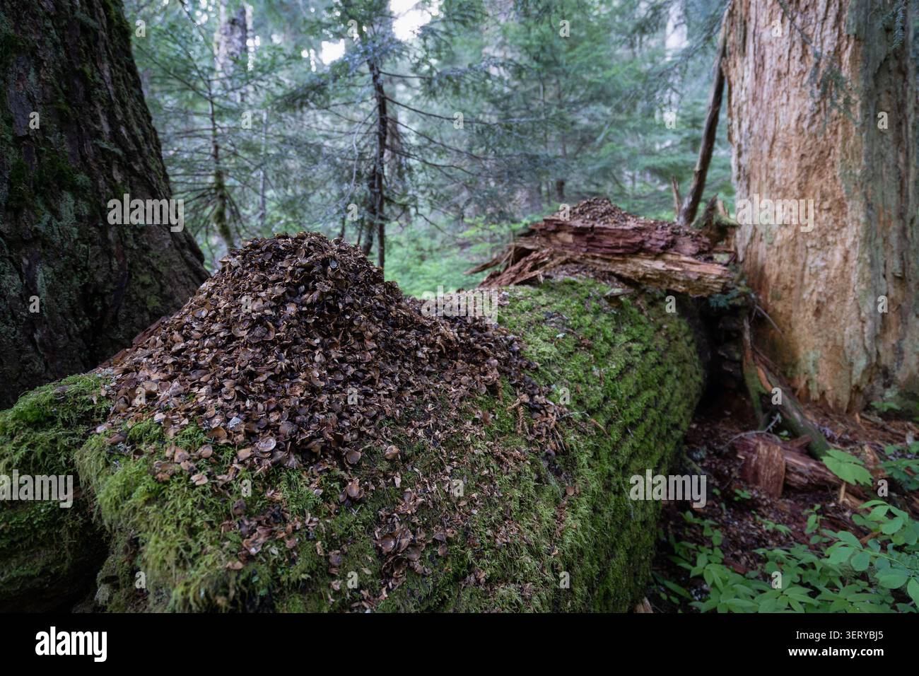 Una grande pila di scaglie di coni vuoti che dimostrano l'esistenza di un habitat nella vecchia foresta della Crabtree Valley. Foto Stock