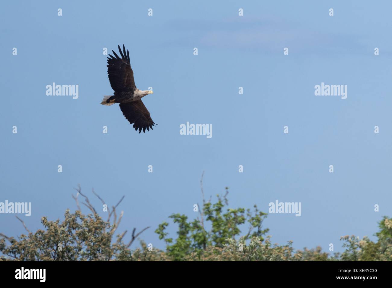Seeadler, Flug, Flugbild, fliegend, SEE-Adler, Adler, Haliaeetus albicilla, aquila dalla coda bianca, aquila della pioggia, aquila grigia, erne, aquila grigia, W Foto Stock