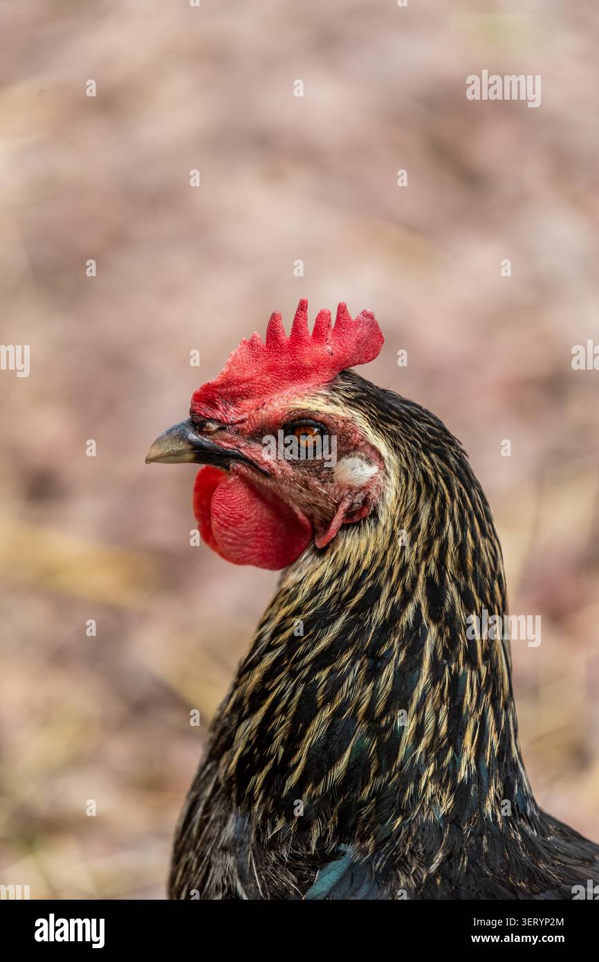 Pollo Maran alla Love Donkey Therapy Foto Stock