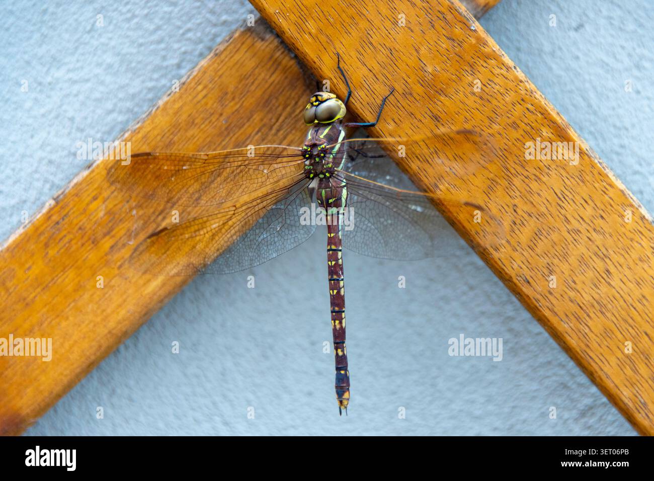 L'imperatore australiano Dragonfly su Wood Foto Stock