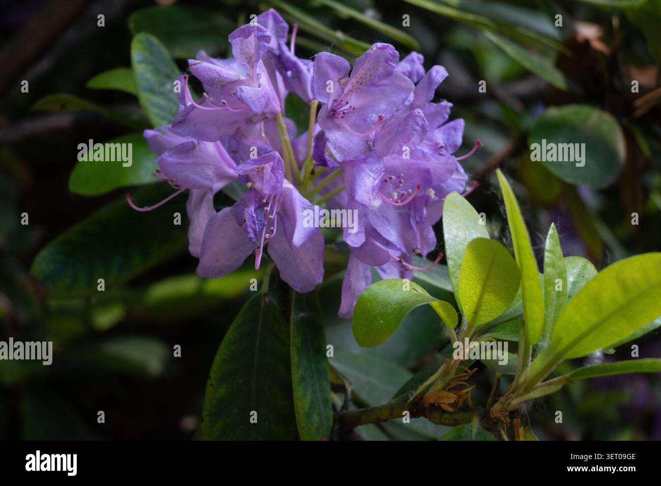 Primo piano orizzontale di fiori di rododendro viola chiaro con pregiata seta bianca di ragno che si estende sui petali e il fogliame verde. Foto Stock