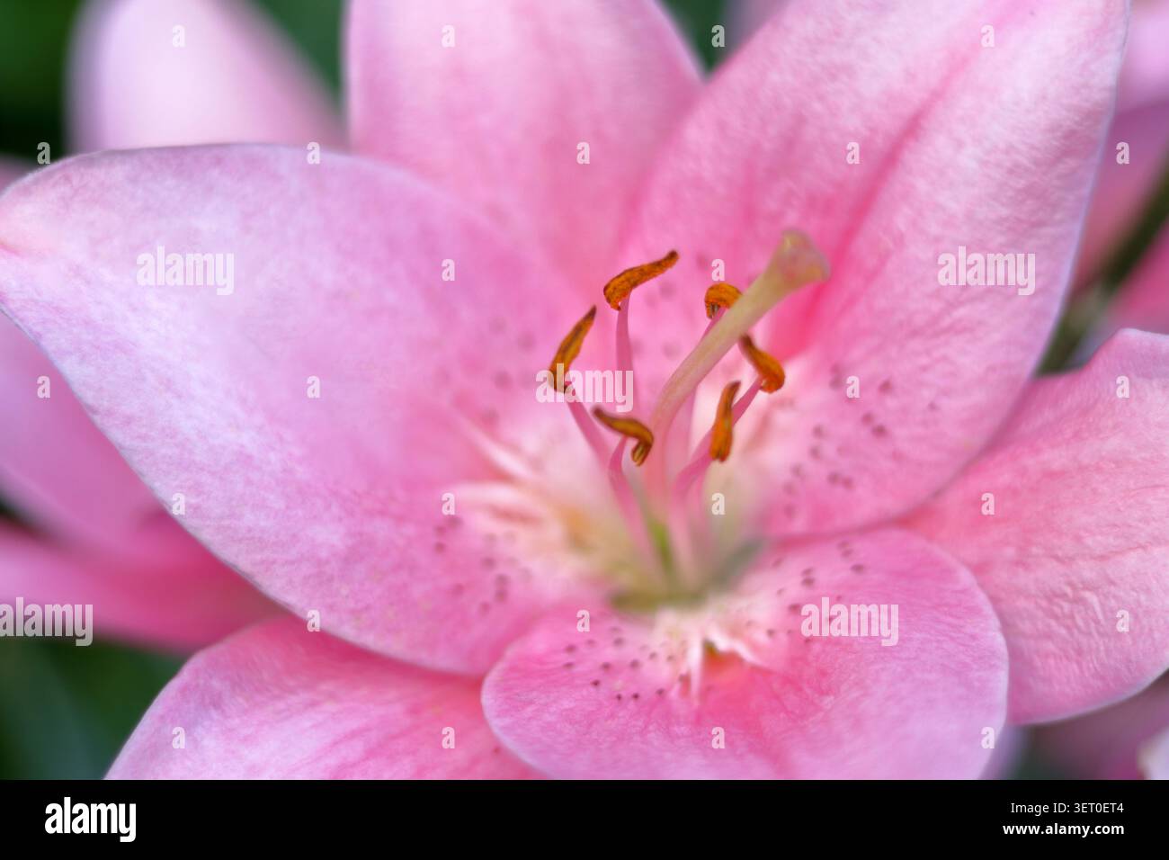 foto macro di un morbido fiore di giglio rosa che mette in risalto gli stami e le pistole in giardino. splendido sfondo naturale per il benessere e il branding cosmetico Foto Stock