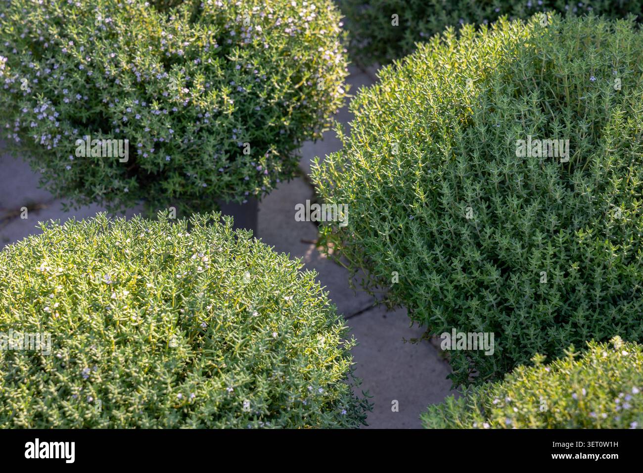Piante di timo fiorite che crescono in vasi in un vivaio mediterraneo, erbe aromatiche utilizzate in cucina, giardinaggio e architettura paesaggistica. Foto Stock