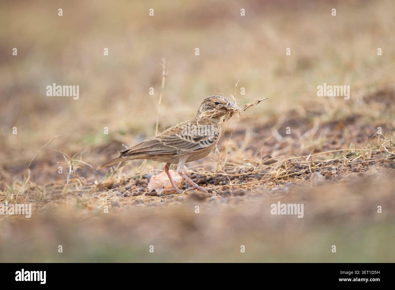 Una femmina Sparrow-Lark incoronata in Ashy trasporta materiale di nidificazione in un campo aperto, dimostrando il naturale comportamento di costruzione di nidi. Foto Stock
