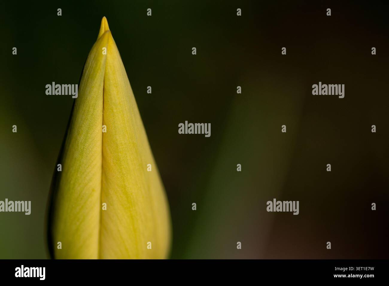 Un bocciolo di fiori gialli si erge in verticale in un giardino verde. Il bocciolo è vicino all'apertura mentre il sole splende. Foto Stock