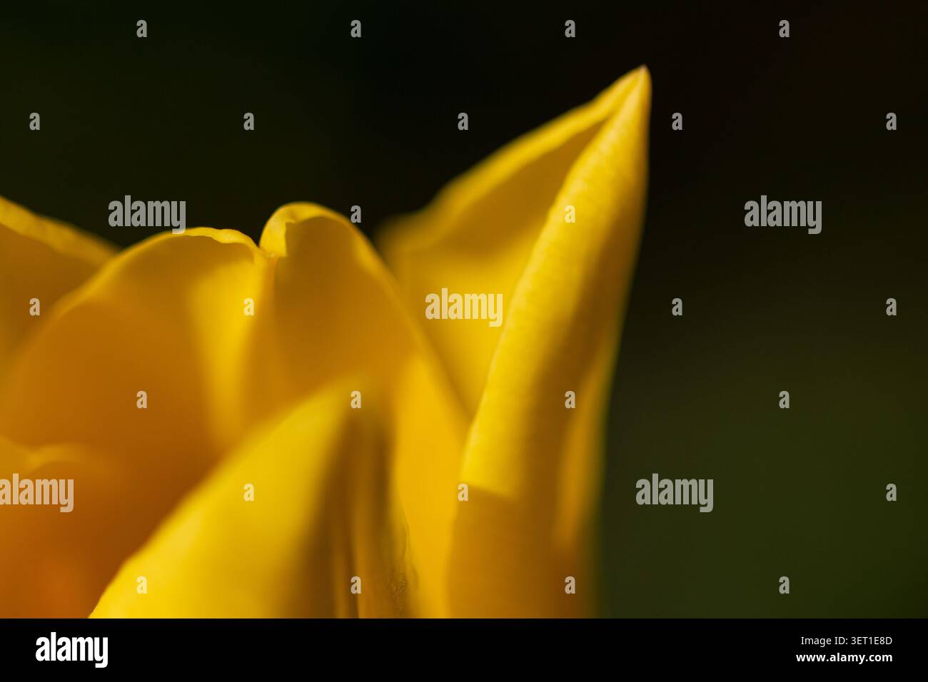 Un fiore giallo è mostrato da vicino con i suoi petali in dettaglio su uno sfondo scuro. L'attenzione è concentrata sulla forma e sulla trama. Foto Stock