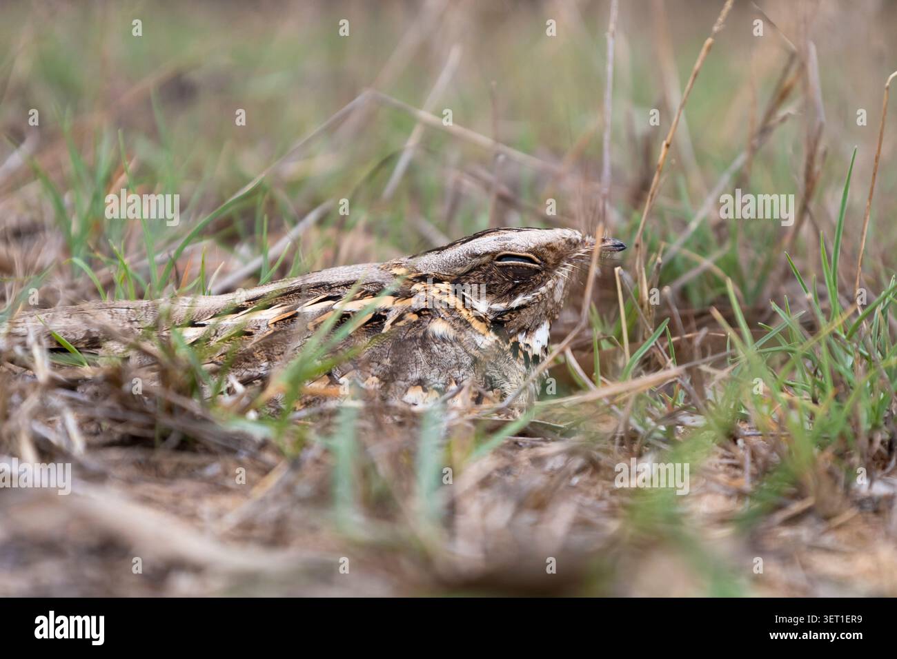 Indian Nightjar, il maestro della mimetizzazione, si fonde senza sforzo con la sua piuma criptica. Giara indiana frullata in polvere con Perf Foto Stock
