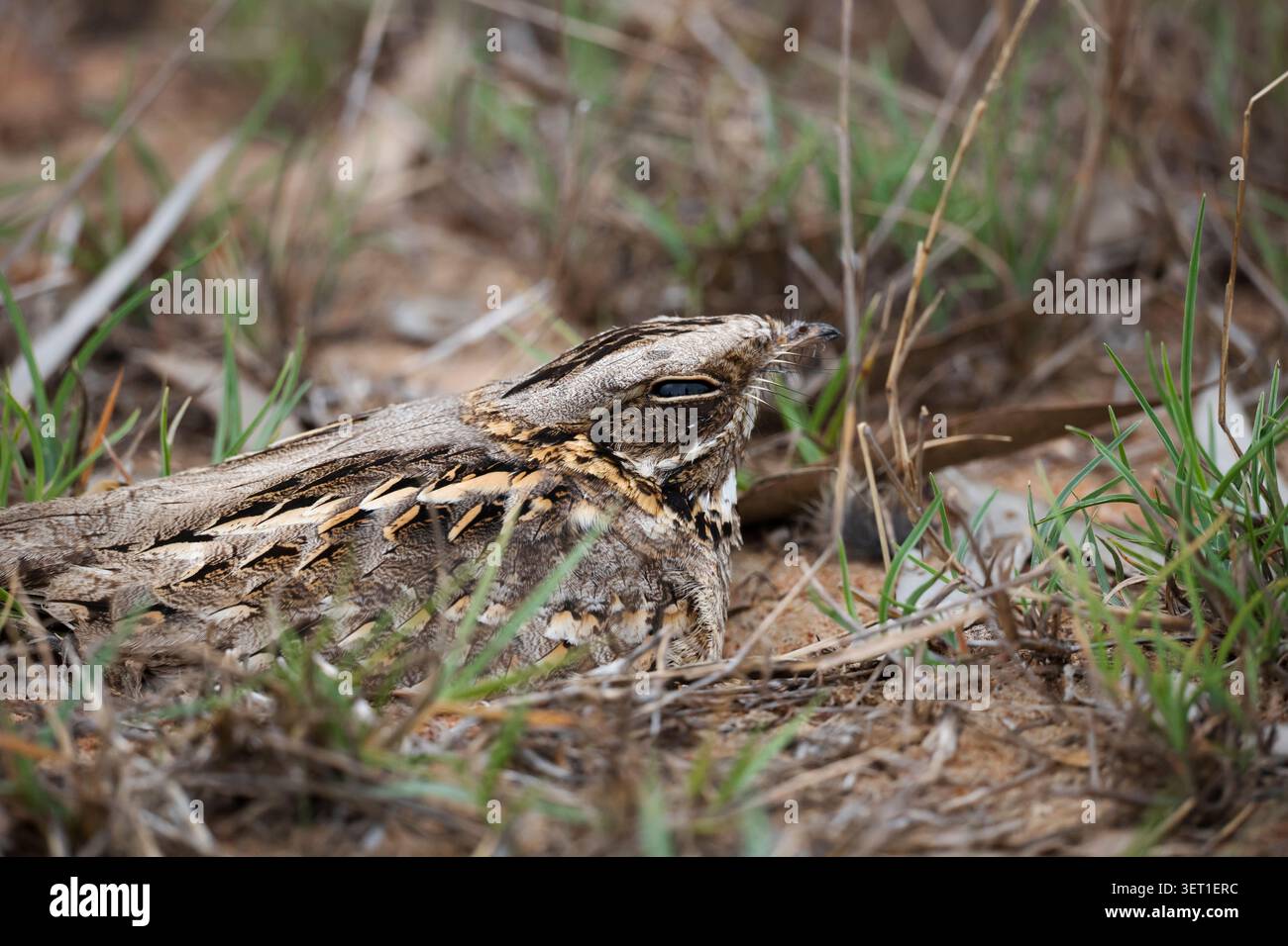 Indian Nightjar, il maestro della mimetizzazione, si fonde senza sforzo con la sua piuma criptica. Giara indiana frullata in polvere con Perf Foto Stock