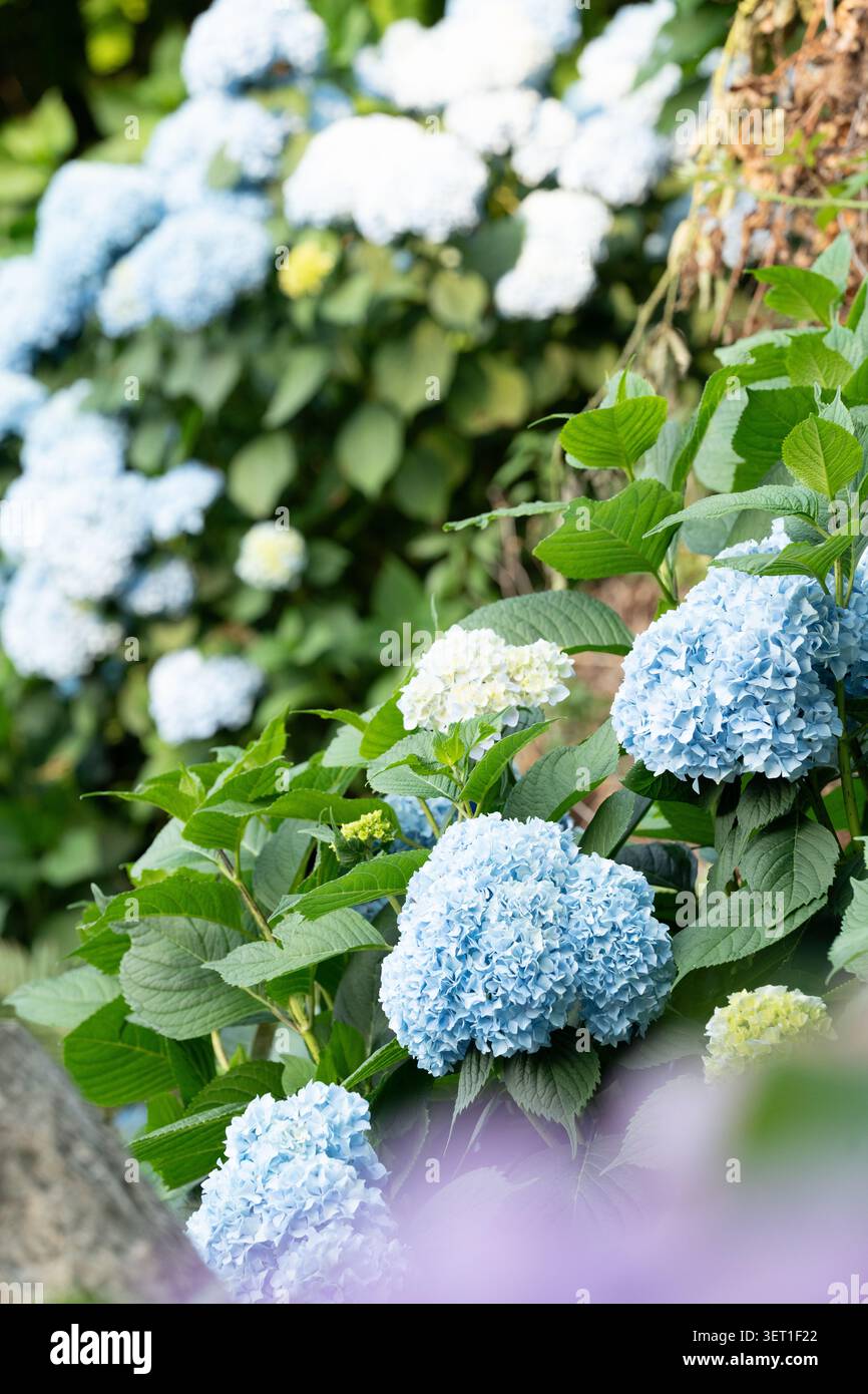 Grandi ortensie blu ornamentali in un lussureggiante giardino estivo Foto Stock