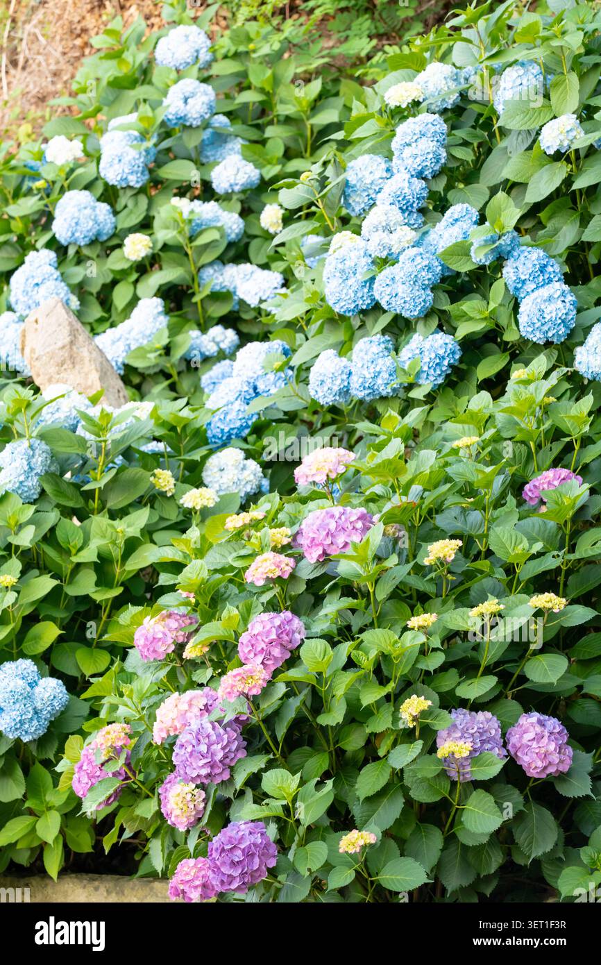 Grandi ortensie blu ornamentali in un lussureggiante giardino estivo Foto Stock