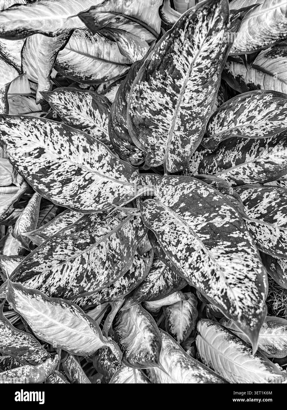 Immagine in bianco e nero di Dieffenbachia Foto Stock