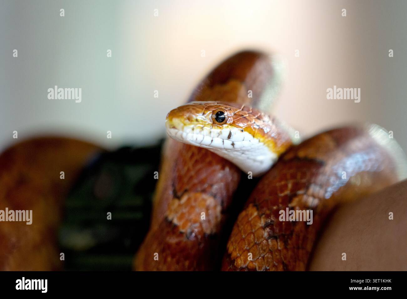Una foto dettagliata di un serpente di mais marrone e arancione si avvolge intricatamente. L'immagine evidenzia il mento bianco, gli occhi neri e il motivo Foto Stock