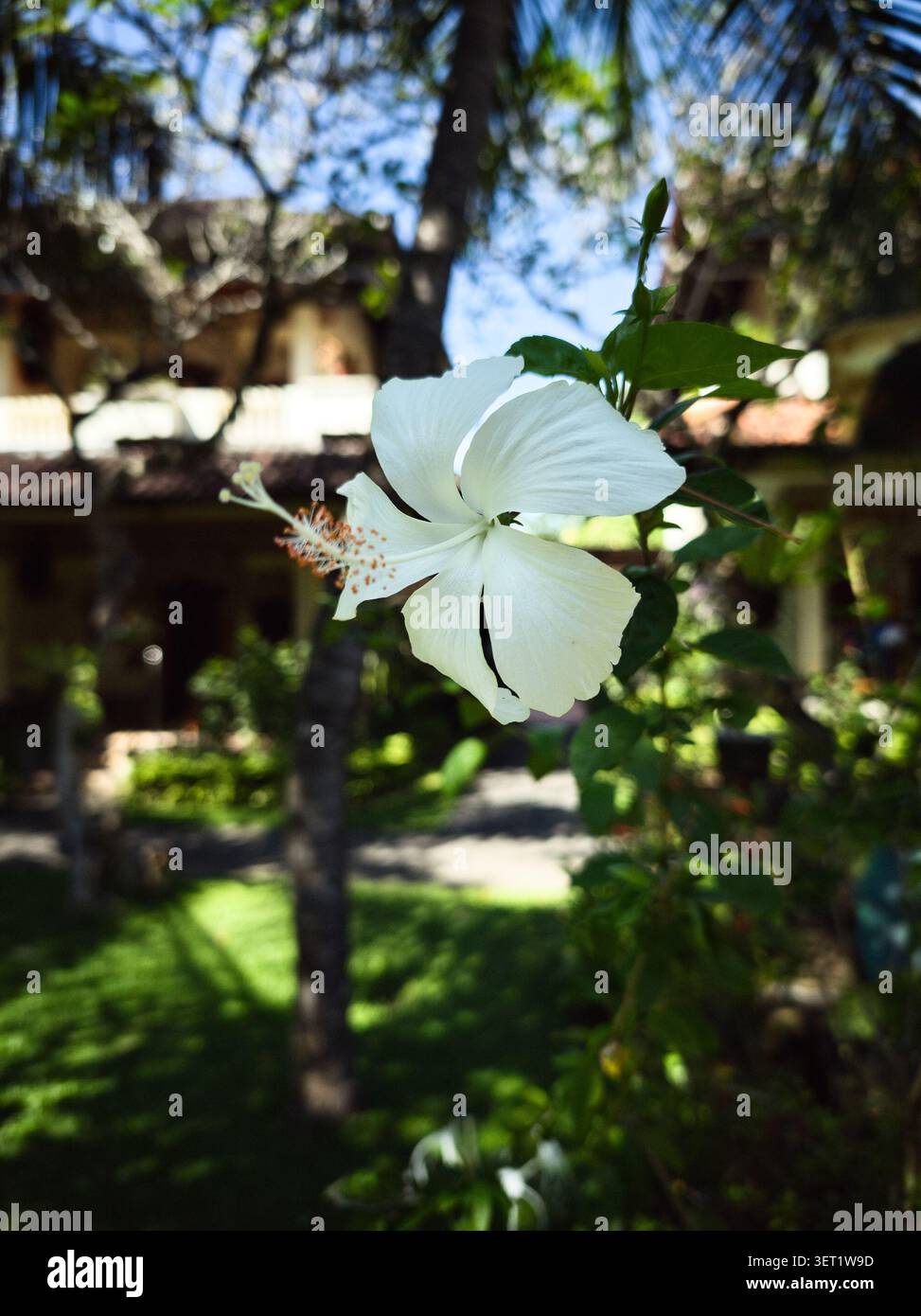 Un bellissimo fiore di ibisco bianco in piena fioritura con un dettaglio arancione, che cresce su un cespuglio verde con un delicato giardino tropicale e tradizione Foto Stock