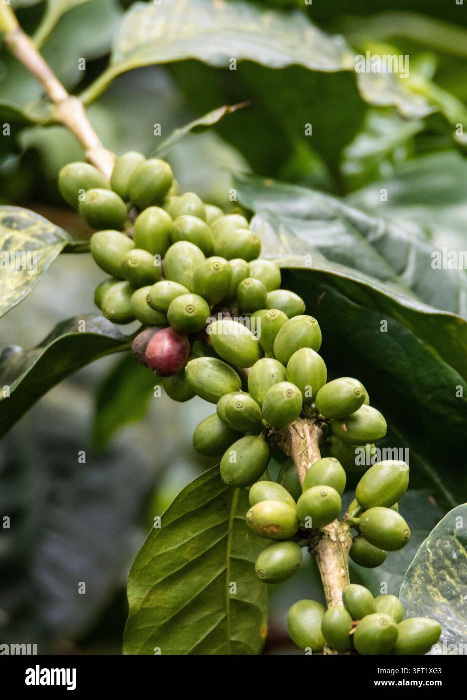 Vista ravvicinata dei chicchi di caffè, della frutta o delle ciliegie di caffè Foto Stock