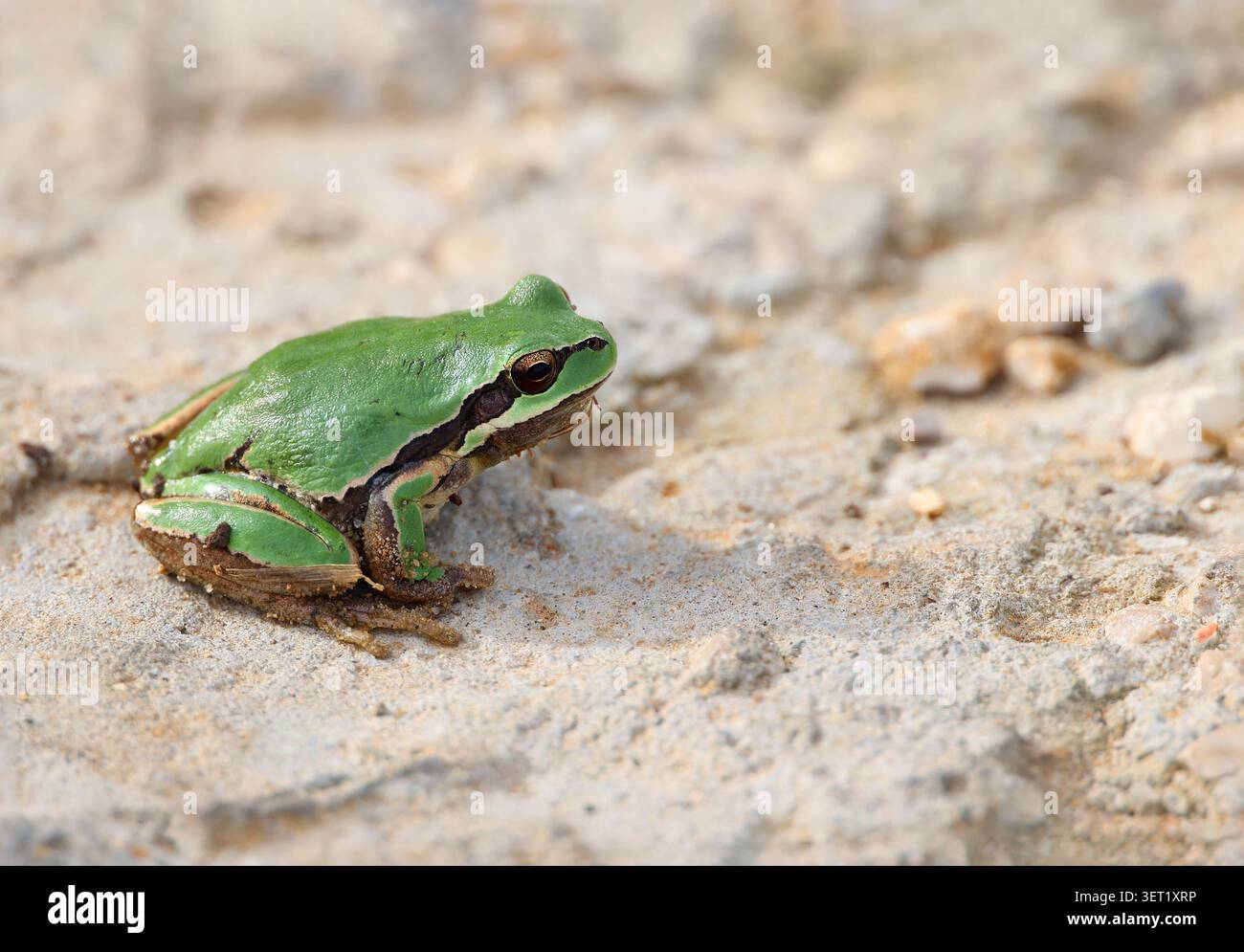 Vista ravvicinata di una rana verde appoggiata su una superficie in cemento all'aperto. Foto Stock