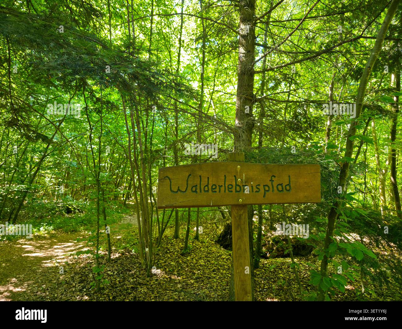 germania, insegna forest experience trail che accoglie i visitatori in indimenticabili avventure all'aria aperta attraverso splendidi boschi Foto Stock