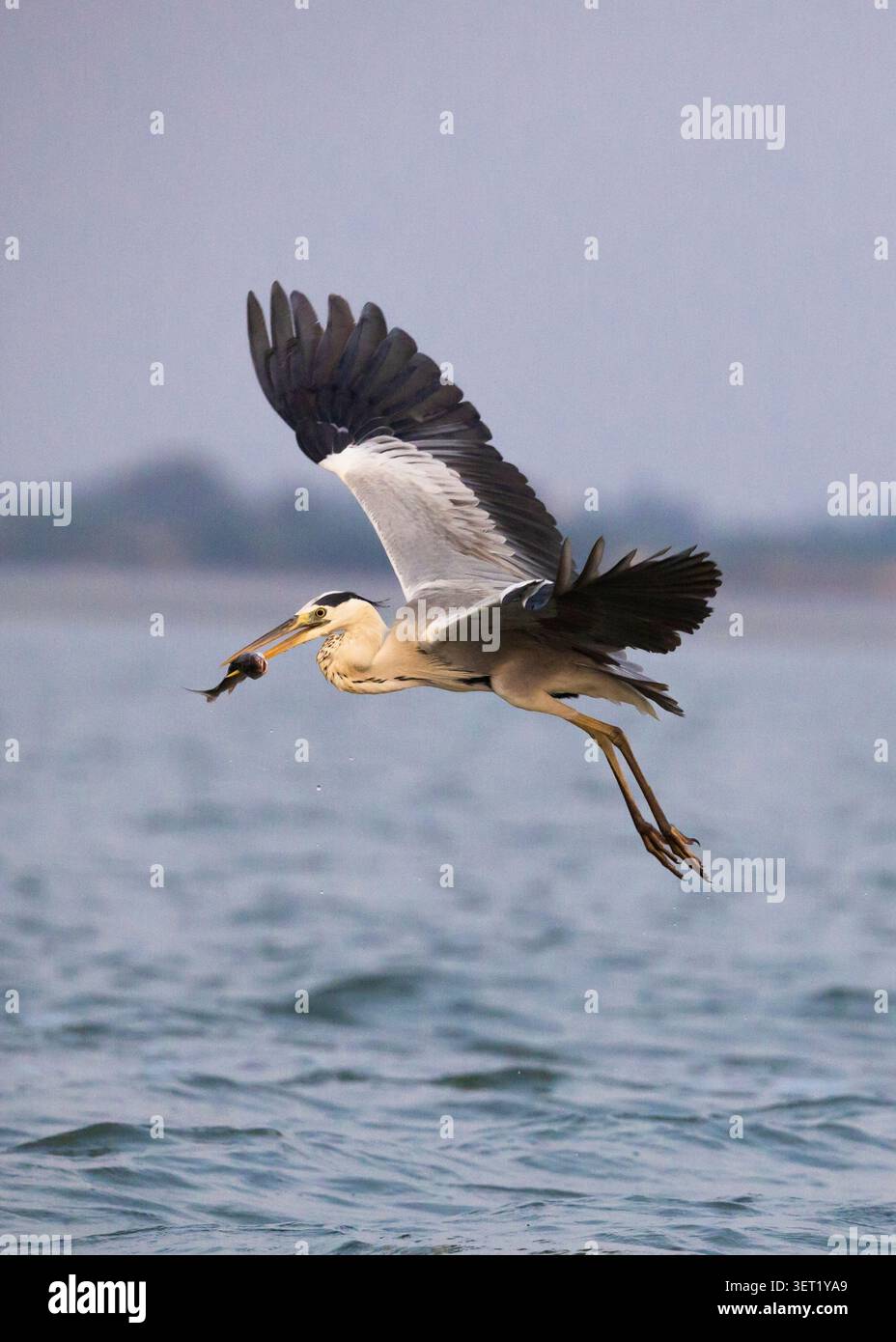 Heron grigio con pesce fresco nelle calme acque paludose. Un Heron Grigio si trova in acque calme delle zone umide e tiene un pesce appena pescato nel suo becco. Foto Stock