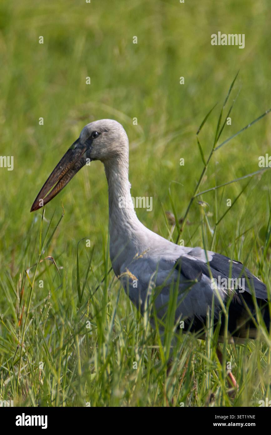 Un Openbill Stork asiatico si trova in un terreno agricolo. Specializzato per nutrirsi di lumache, questo elegante uccello acquatico dimostra il suo foraggiamento unico. Foto Stock