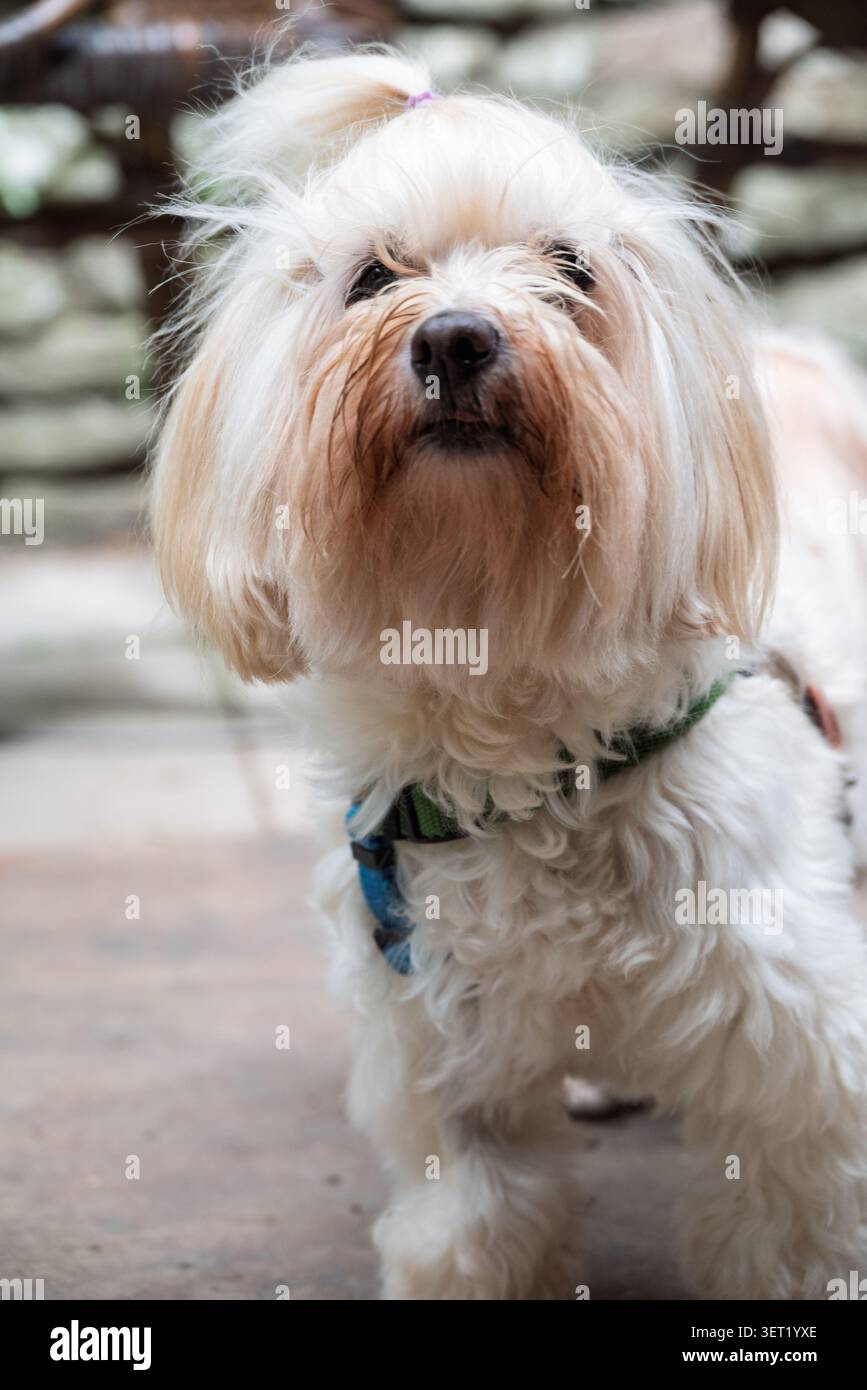Un piccolo cane color crema soffice con un nodo superiore legato con una fascia viola e un cinturino verde si erge all'aperto, guardando in alto. Foto Stock