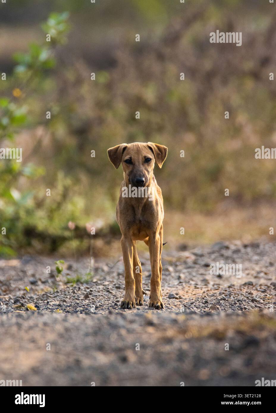 Solitario Puppy in piedi su una strada abbandonata. Stray Puppy in piedi da solo su Empty Road. Foto Stock