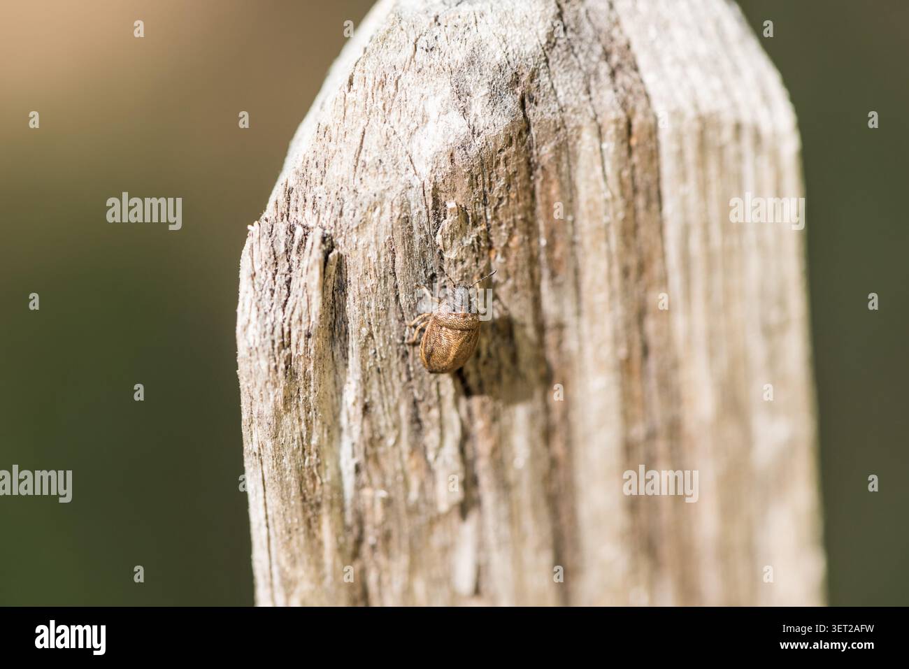 Una cimice di scudo, una tartaruga europea (Podops inuncta) che poggia su una recinzione a Richmond Park, Surrey Foto Stock