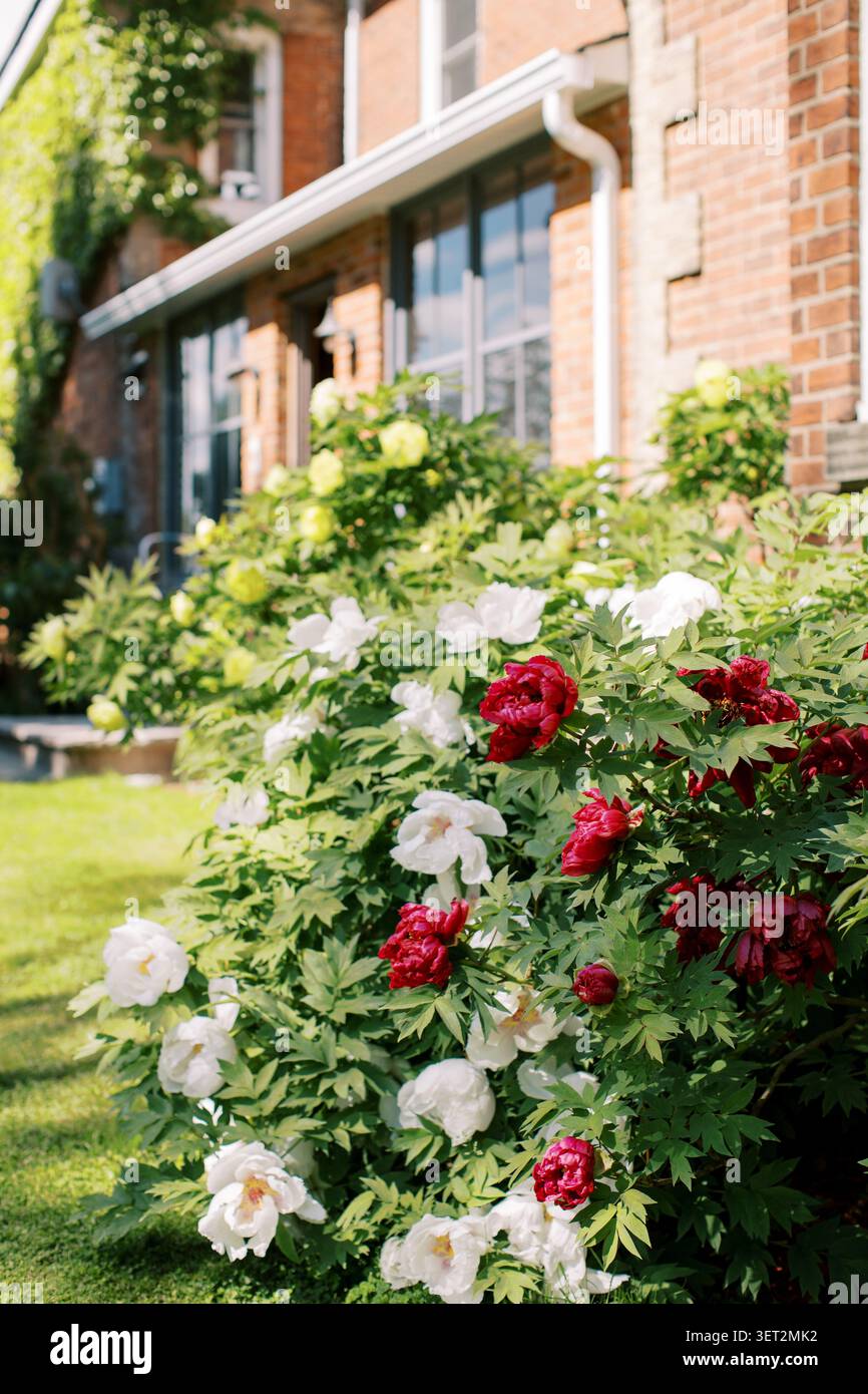 Peonie rosse e bianche nel giardino della Brick Church Foto Stock