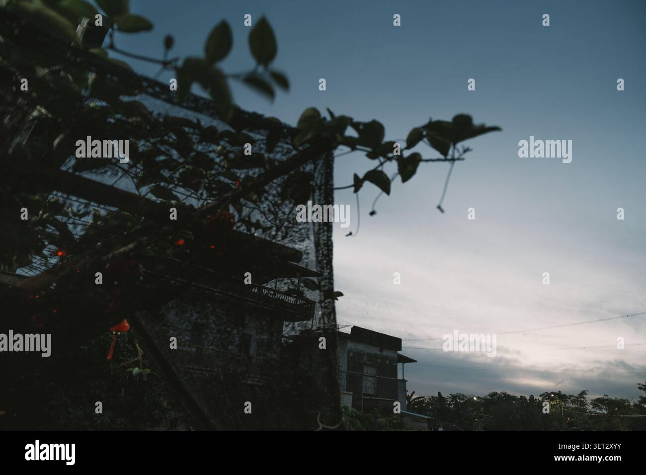 Vista del tramonto su un quartiere residenziale di ho chi Minh City, Vietnam, con vigne arrampicate e. Foto Stock