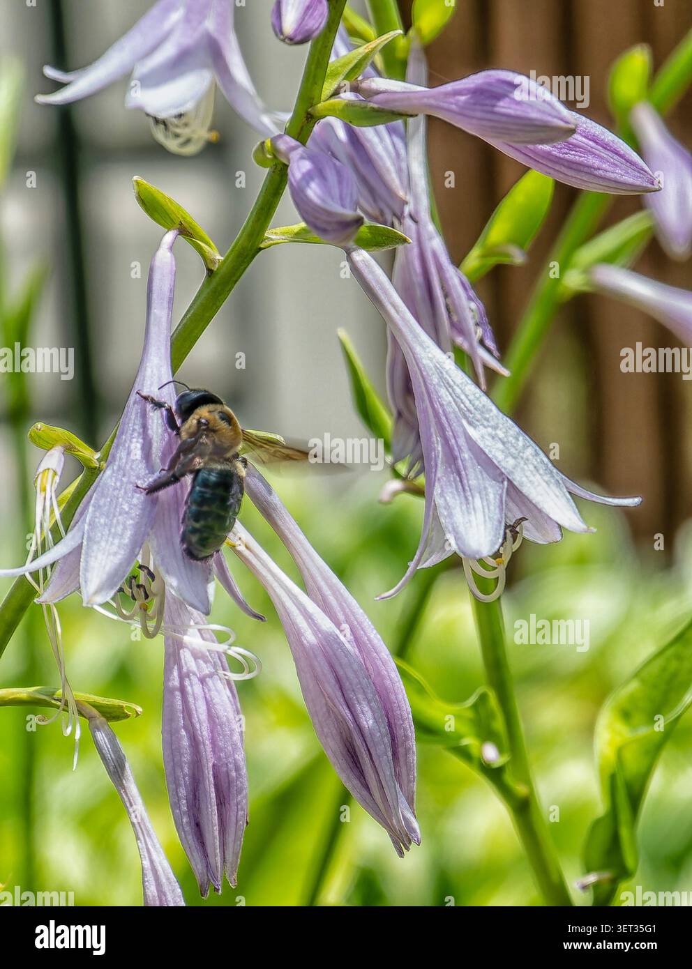 Un gruppo di piante di Hosta in fiore Foto Stock