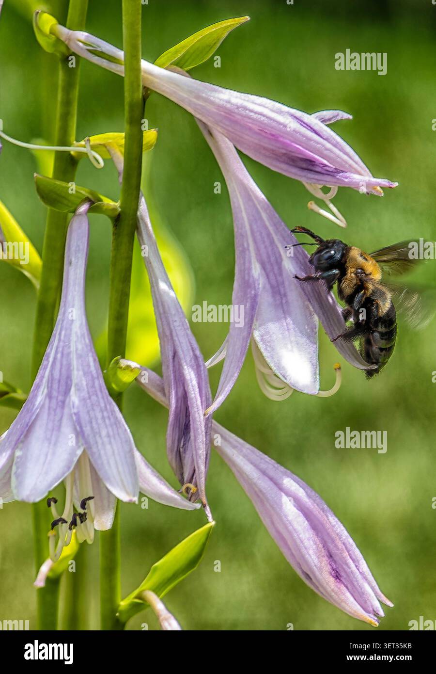 Un gruppo di piante di Hosta in fiore Foto Stock