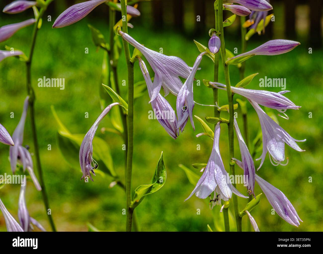 Un gruppo di piante di Hosta in fiore Foto Stock