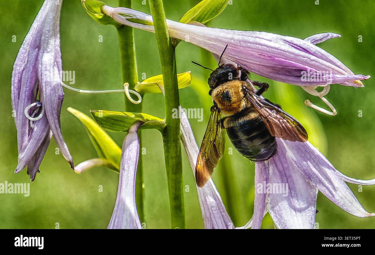 Un gruppo di piante di Hosta in fiore Foto Stock