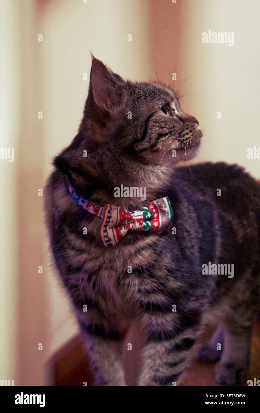 Un bellissimo gatto da tabby si erge su una scala che guarda in alto. Indossa un arco a tema natalizio intorno al collo con un motivo scandinavo. Foto Stock