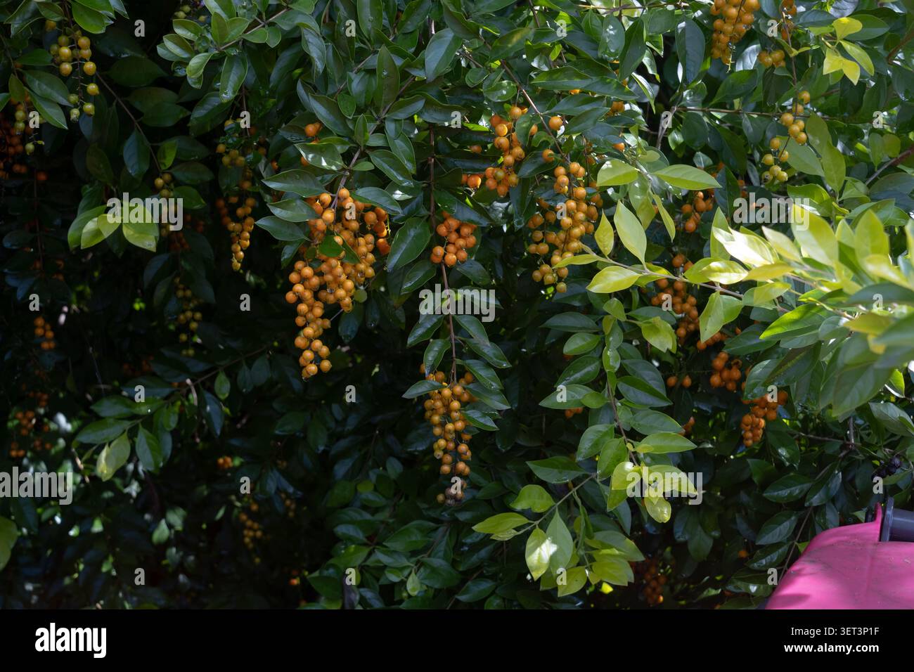 Il Golden Dewdrop (Duranta erecta), noto anche come Pigeon Berry o Skyflower, altamente tossico per gli esseri umani Foto Stock