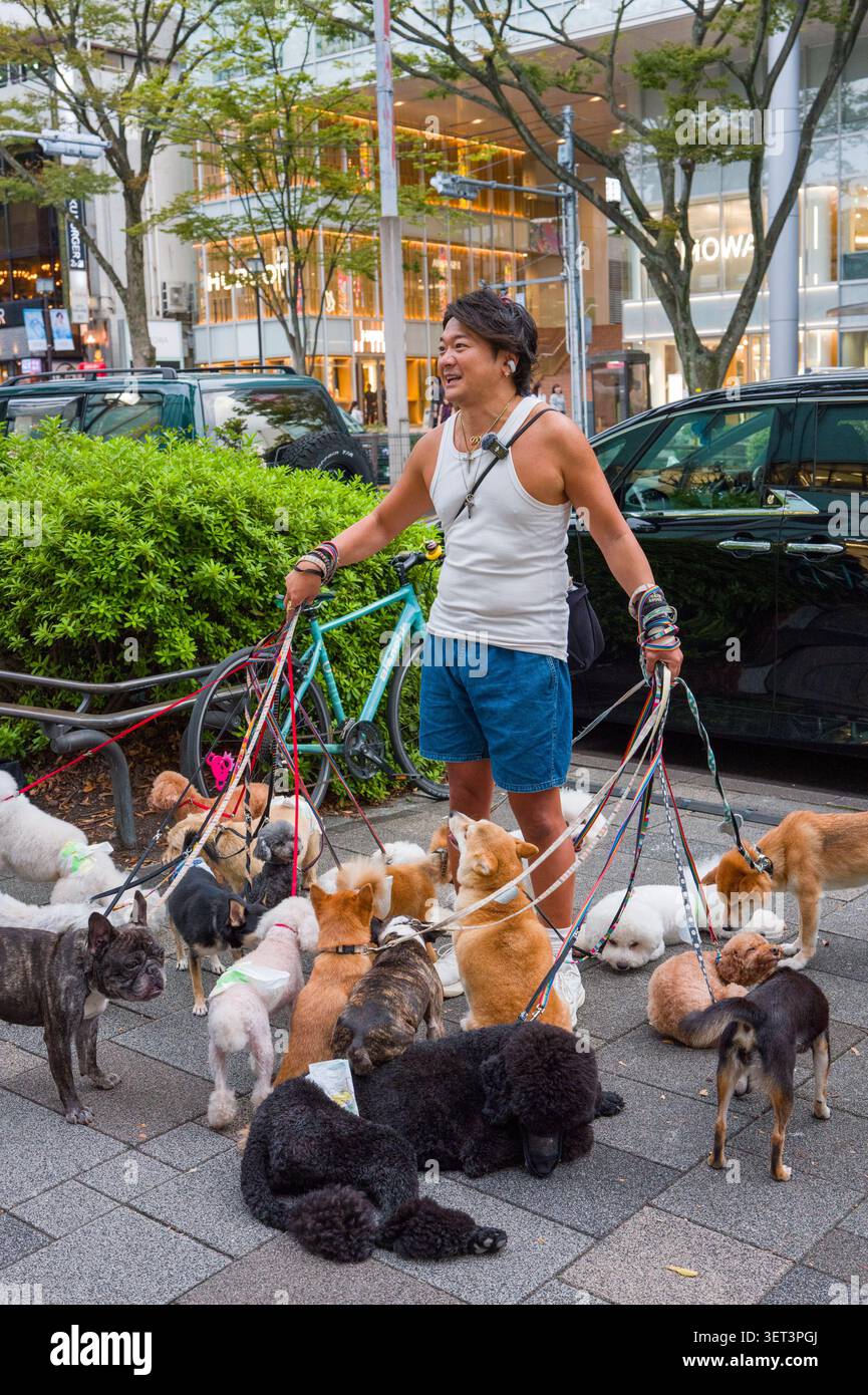 Un cane camminatore sorride mentre gestisce un grande branco di varie razze di cani al guinzaglio lungo una strada cittadina di Tokyo, in Giappone. Foto Stock
