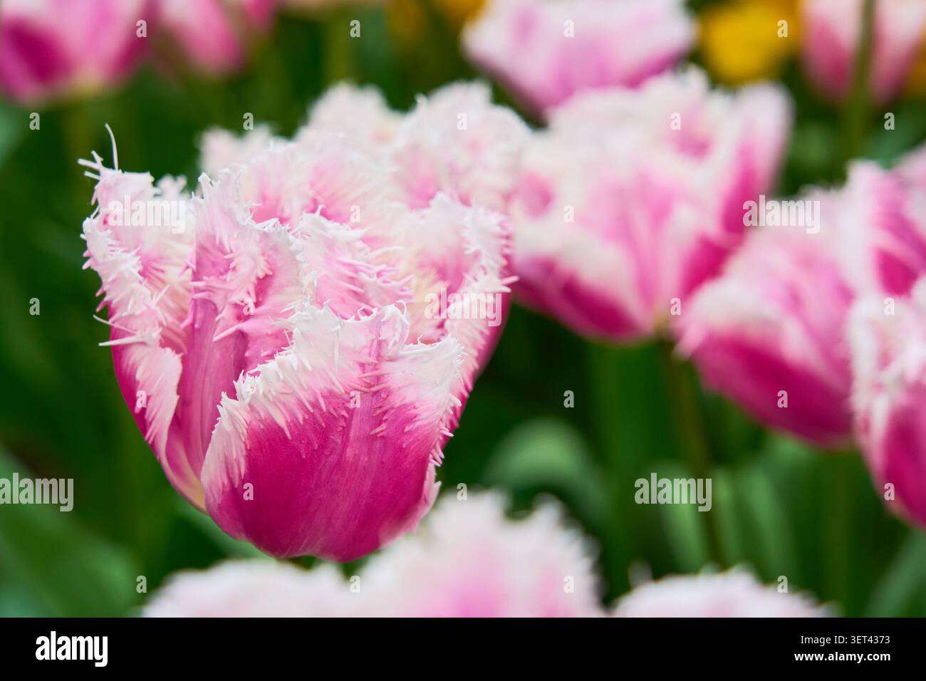 Primo piano di fiori di tulipani con frange rosse e petali arricciati nello Spring Garden. Foto Stock