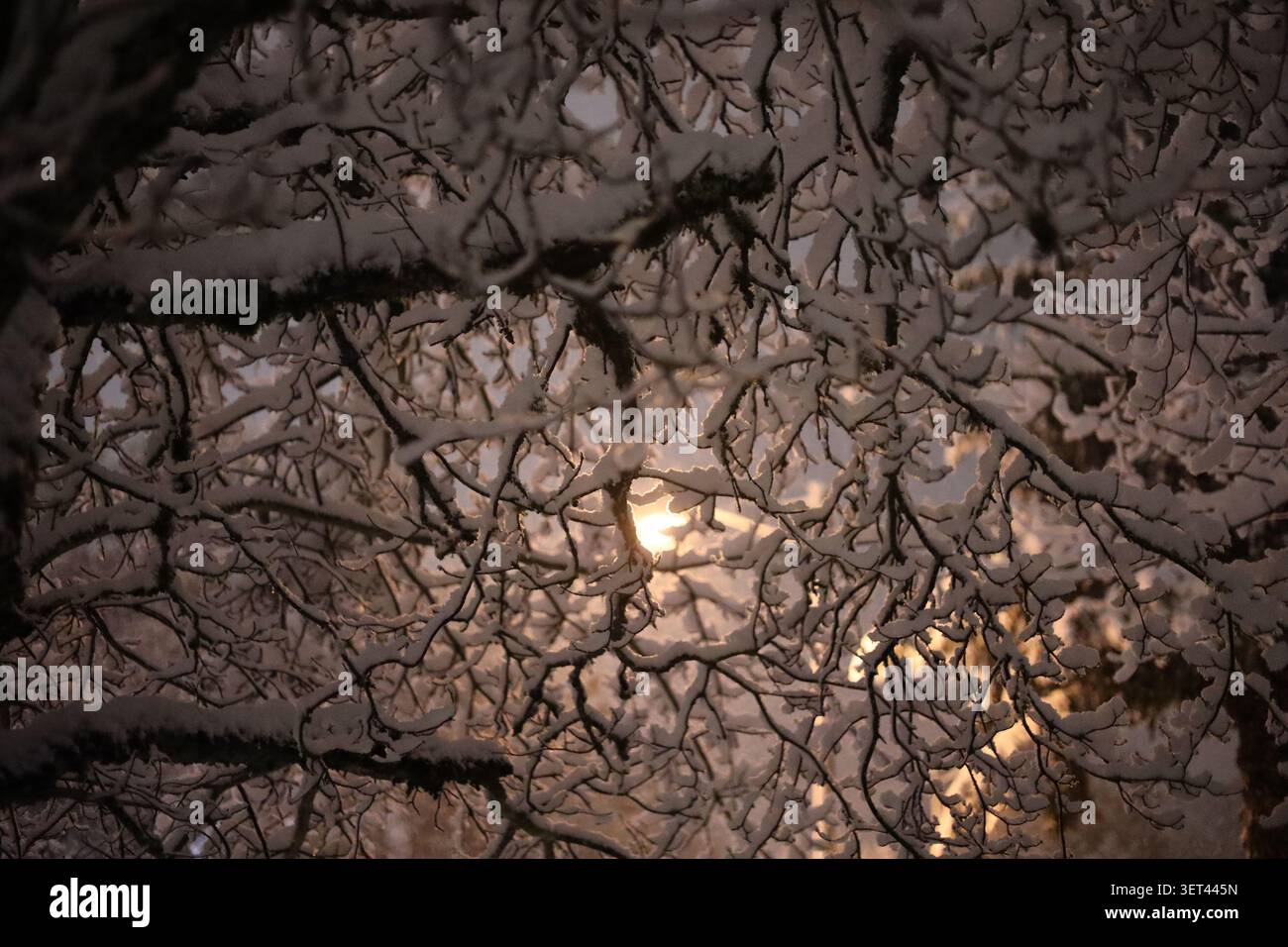 Un inverno luminoso con una luce notturna brillante che si illumina attraverso un'intricata rete di rami ricoperti di neve Foto Stock