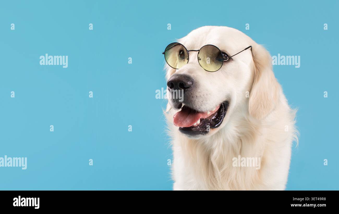 Happy Golden Retriever Dog con occhiali da sole, sorridenti, su sfondo blu Foto Stock