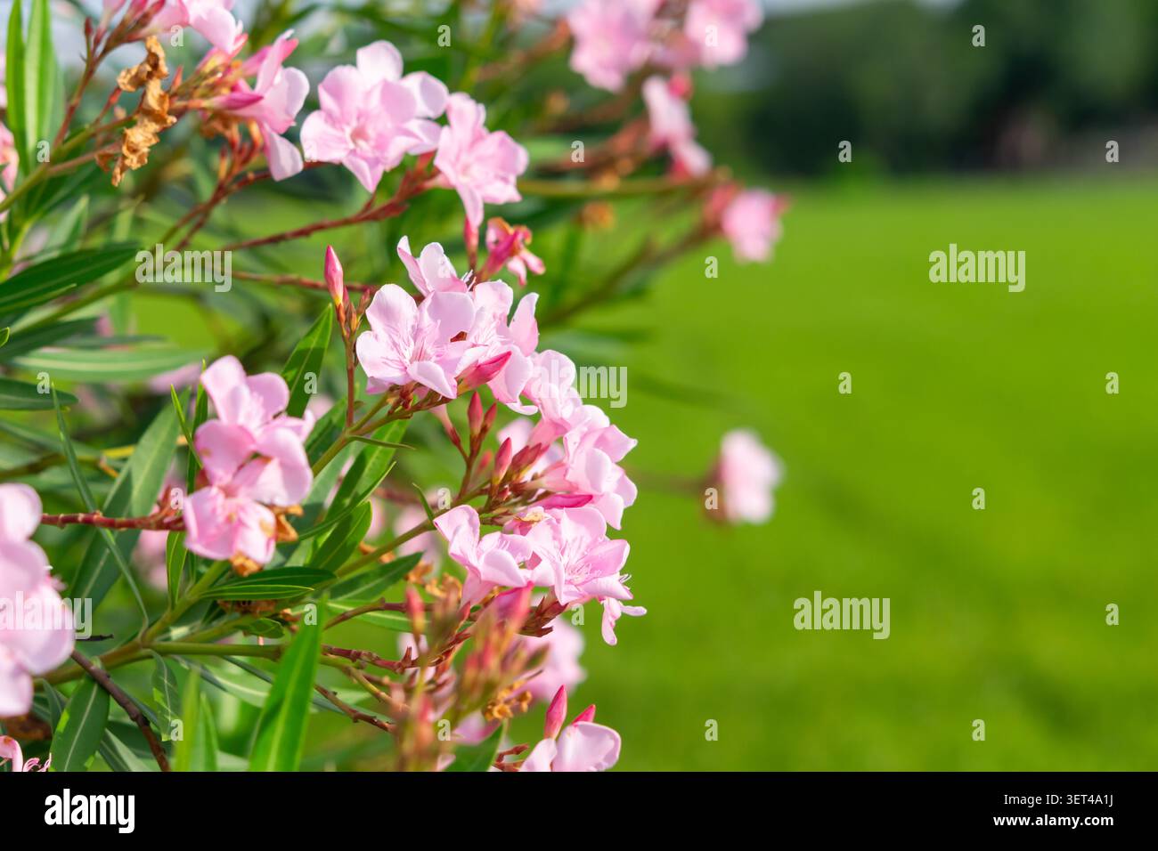 Fiori di oleandro rosa tenue che fioriscono tra foglie verdi con uno sfondo naturale sfocato che crea una fresca atmosfera floreale da giardino e una bellezza stagionale Foto Stock
