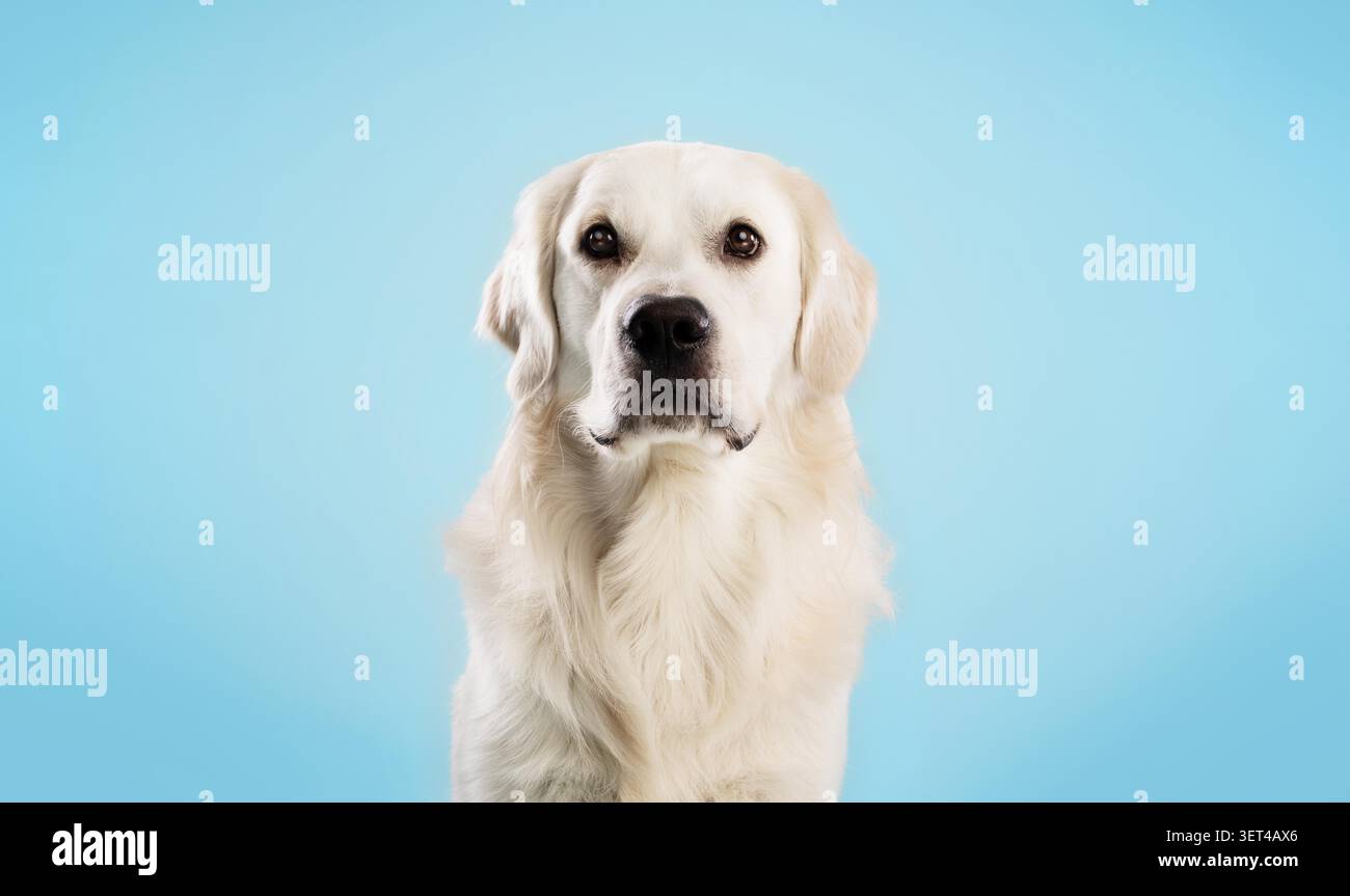 Golden Retriever Dog che guarda la fotocamera con espressioni calme, sfondo studio Foto Stock