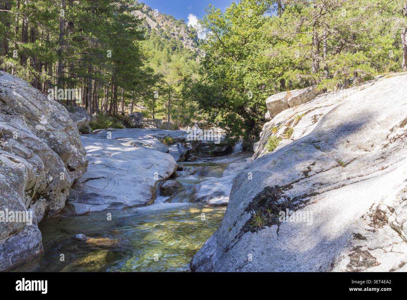 Il limpido torrente di montagna scorre su lisce rocce granitiche attraverso una pineta, corsica, francia Foto Stock