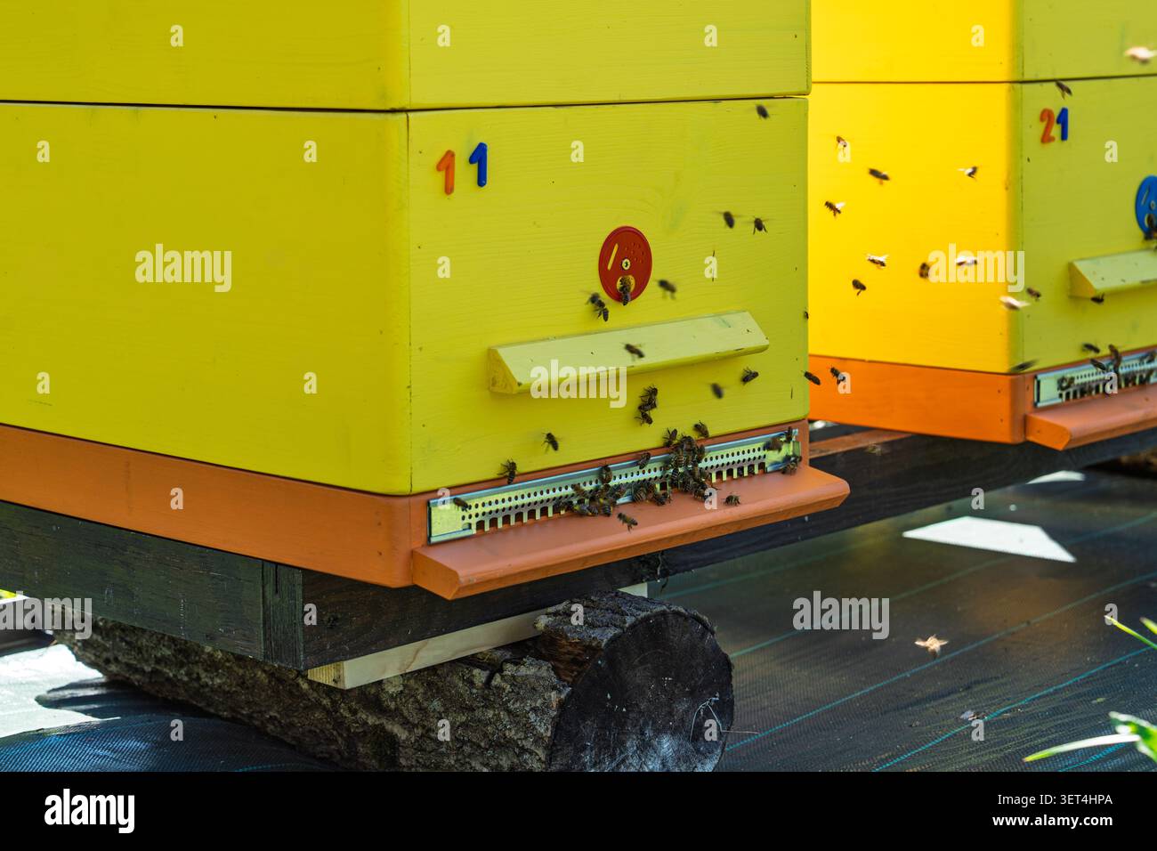 Alveari gialli brillanti con api mellifere che volano in un Apiary per una coltivazione sostenibile del miele biologico Foto Stock