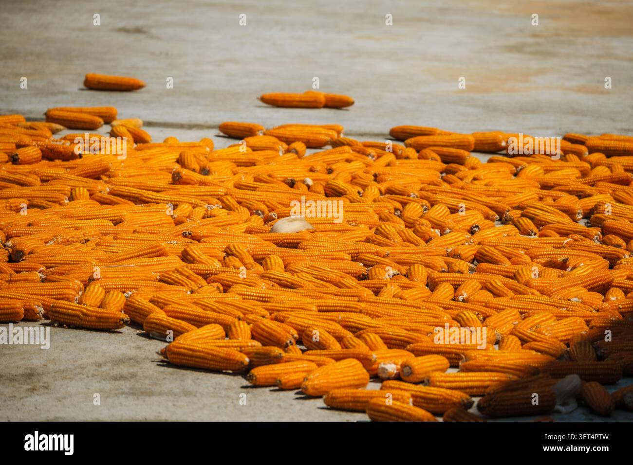 Pannocchie di mais giallo brillante che si asciugano su un cortile di cemento sotto il sole Foto Stock