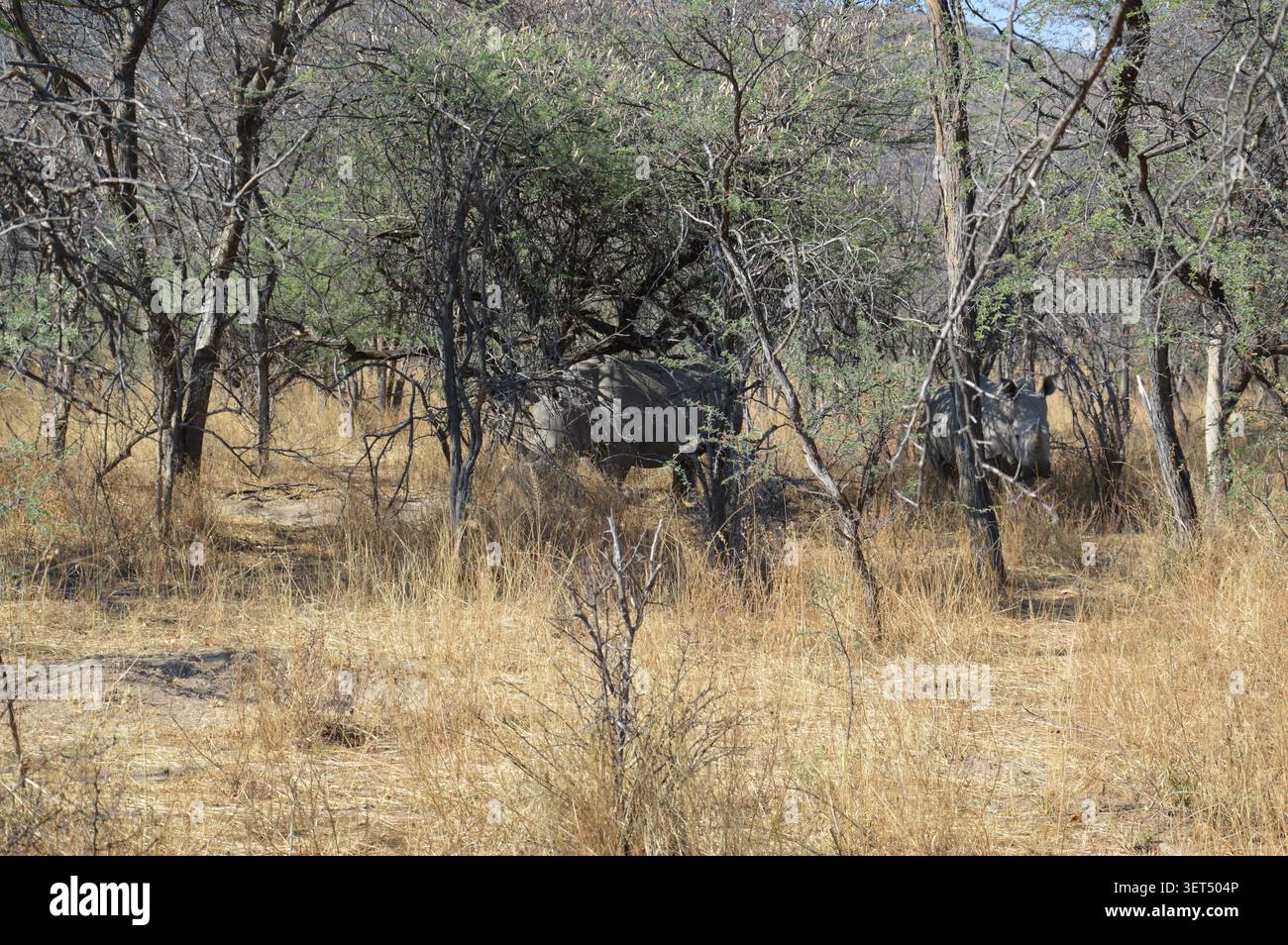 Due rinoceronti bianchi pascolano tra l'erba alta secca e gli alberi di acacia sparsi nell'ombra dappata di un parco selvaggio della Namibia. Foto Stock