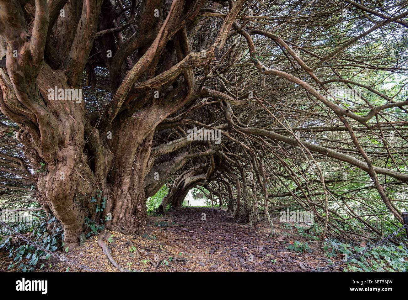 Tunnel di Yew agli Aberglasney Gardens nel Carmaryhenshire, Galles del Sud Foto Stock