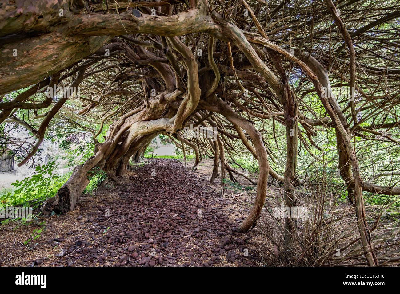 Tunnel di Yew agli Aberglasney Gardens nel Carmaryhenshire, Galles del Sud Foto Stock