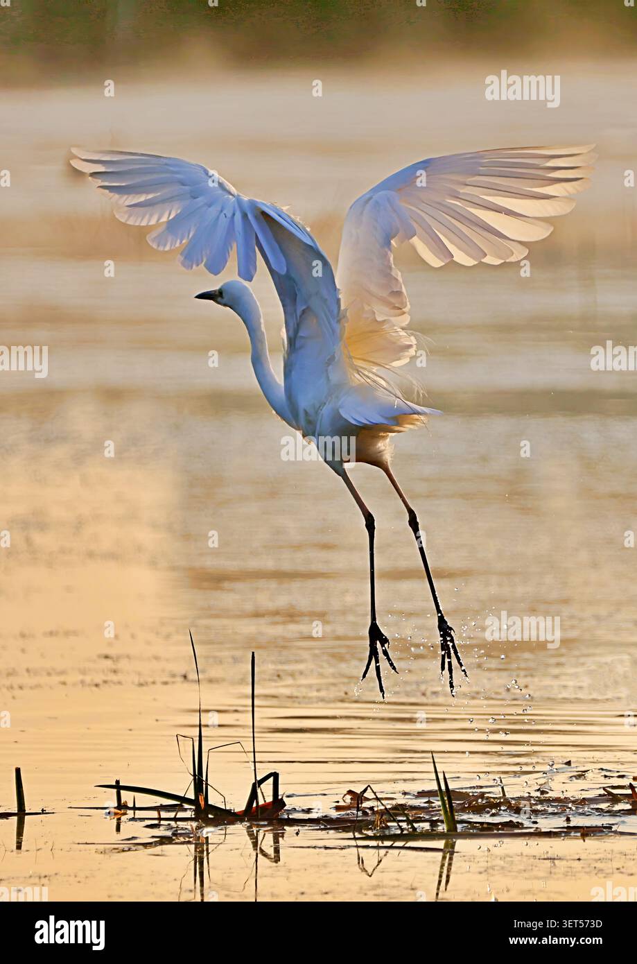 Grande egret decollo Foto Stock