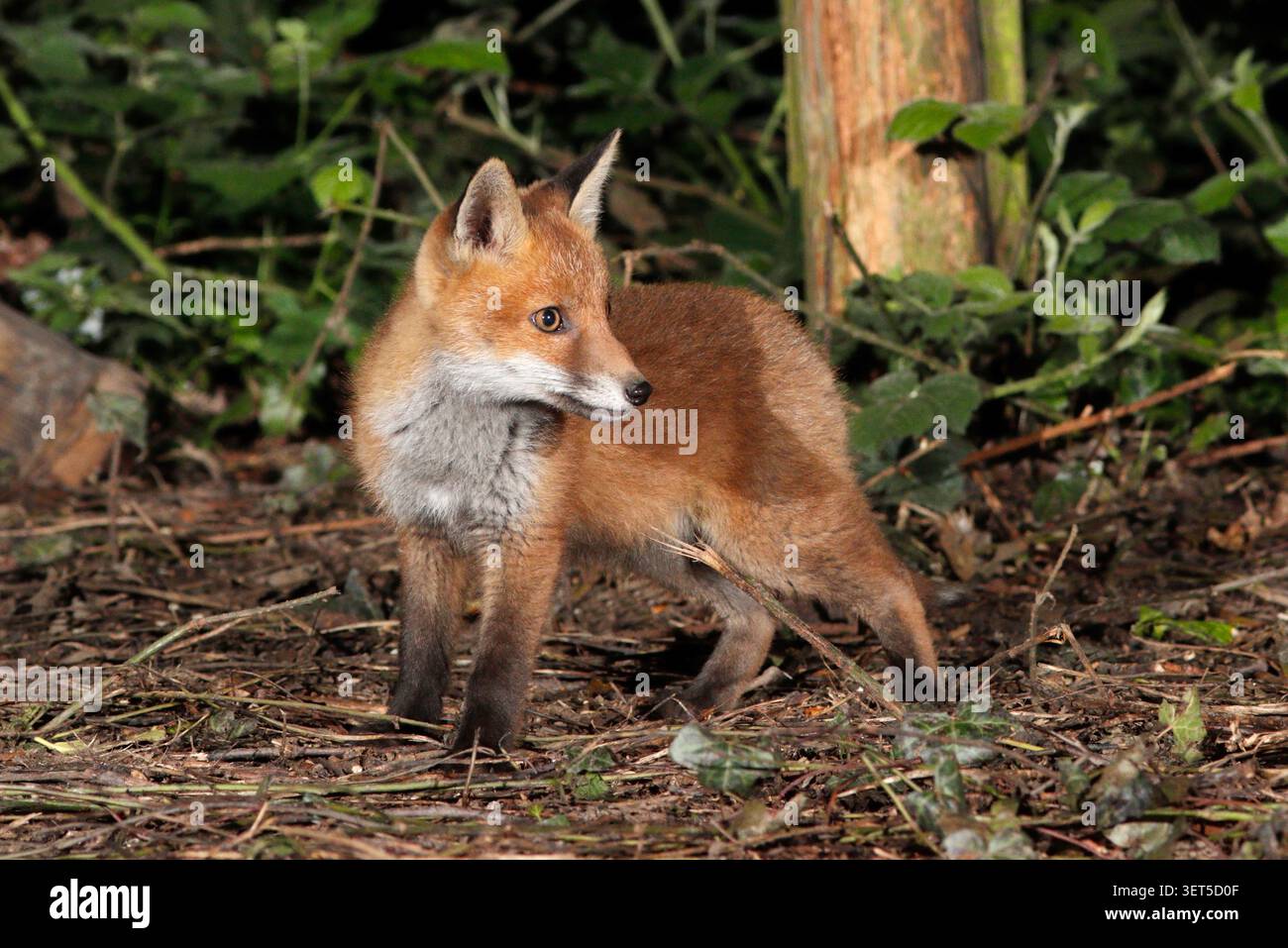 Cucciolo di volpe di notte, Regno Unito. Foto Stock