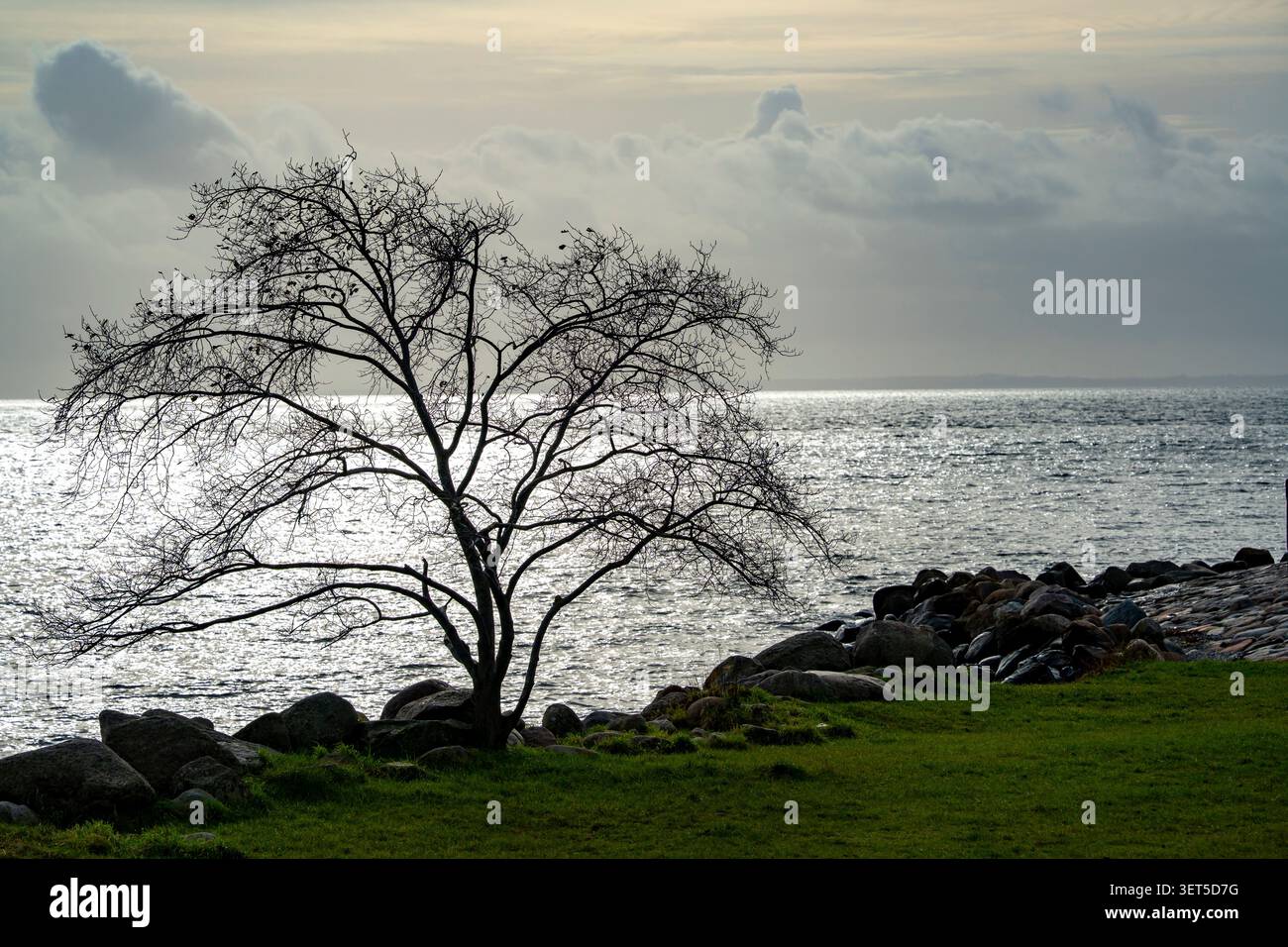 Una sagoma di un albero sulle rive del castello di Kronborg a Helsingor, Danimarca Foto Stock