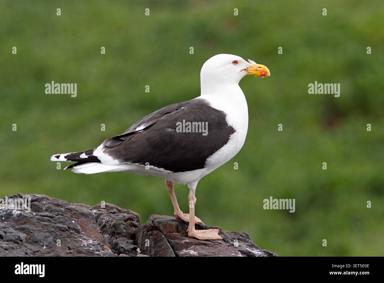 GABBIANO DAL Dorso NERO (Larus marinus) Isole Farne, Regno Unito. Foto Stock